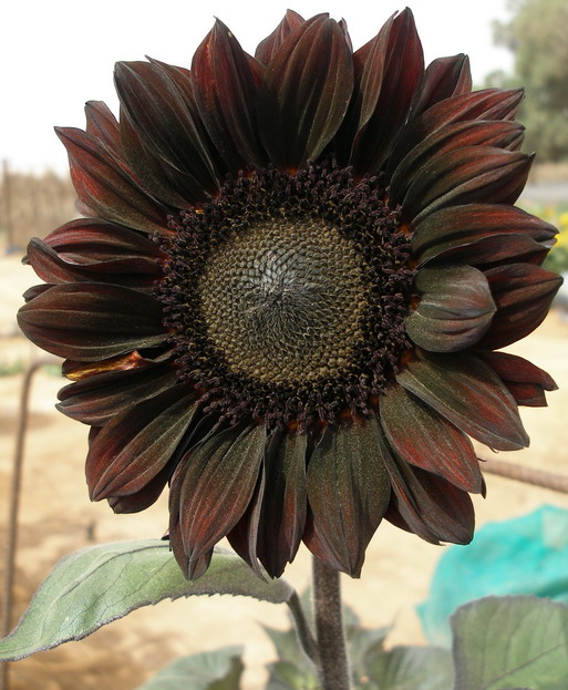 Helianthus Galilee Adami Seeds main image 0